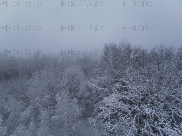 Foggy, icy winter forest, where the trees disappear under a thick blanket of fog from above, Frankenwald nature park Park