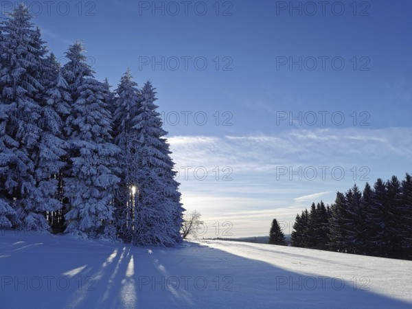 Winter landscape with snow-covered trees and clear blue sky, captured in a quiet atmosphere, winter, hiking in the Franconian Forest nature park Park