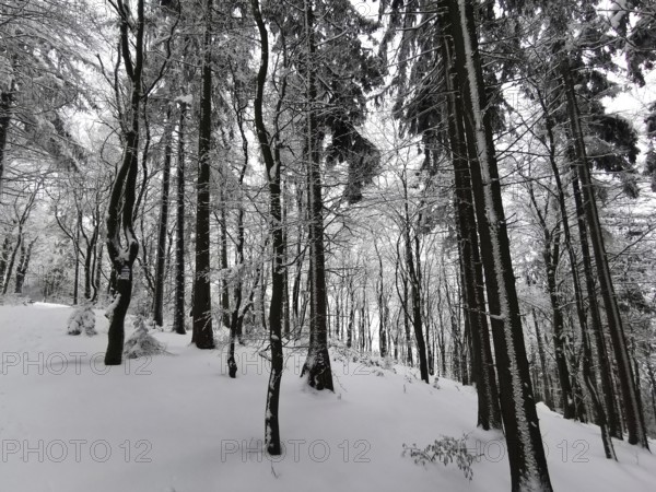 Dark forest with snowy trees showing a quiet and cold winter landscape, winter, hiking in the Franconian Forest nature park Park