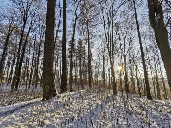 Snowy forest with sun rays and shade that create a peaceful atmosphere, Franconian Forest nature park Park