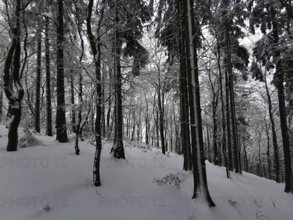 Snowy forest in a quiet winter landscape with dark shades, winter, hiking in Frankenwad nature park Park