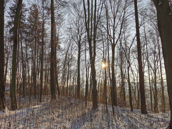 Winter forest with sun shining through bare trees and casting long shadows, Franconian Forest nature park Park