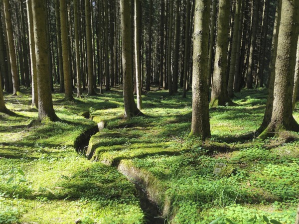 Dense forest covered with moss, where light and shadow play harmoniously, hiking along the Rennsteig, Thuringian Forest nature park Park