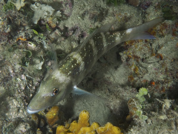 A fish with green-brown colouring, dentex dentex, rests on a reef at night. Dive site House Reef, Stoja, Pula, Croatia, Mediterranean Sea