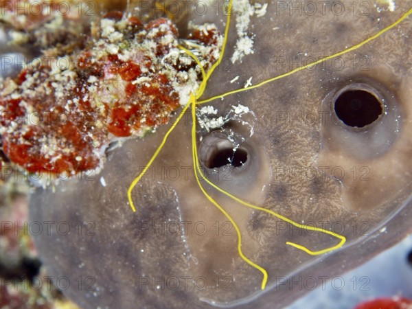Spaghetti worm (Terebella lapidaria) with conspicuous yellow tentacles on a sea sponge. Dive site Muzil, Stoja, Pula, Croatia, Mediterranean Sea