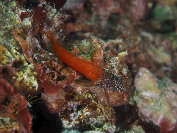 Black blenny (Microlipophrys nigriceps) in bright red among colourful algae. Dive site Muzil, Stoja, Pula, Croatia, Mediterranean Sea
