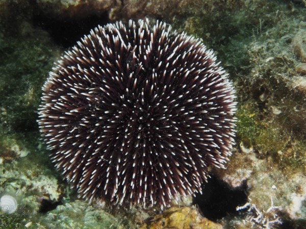 A round Sphaerechinus granularis (Sphaerechinus granularis) with long spines on a rocky bottom. Dive site House Reef, Stoja, Pula, Croatia, Mediterranean Sea