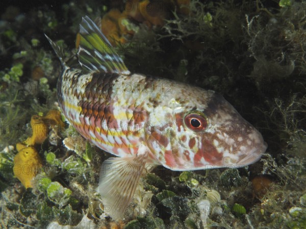 A multicoloured fish, striped barb (Mullus surmuletus), rests on the seabed between algae at night. Dive site House Reef, Stoja, Pula, Croatia, Mediterranean Sea