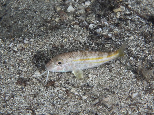 A small fish with light-coloured stripes, striped barb (Mullus surmuletus) juvenile, resting on a sandy seabed. Dive site House reef, Stoja, Pula, Croatia, Mediterranean Sea