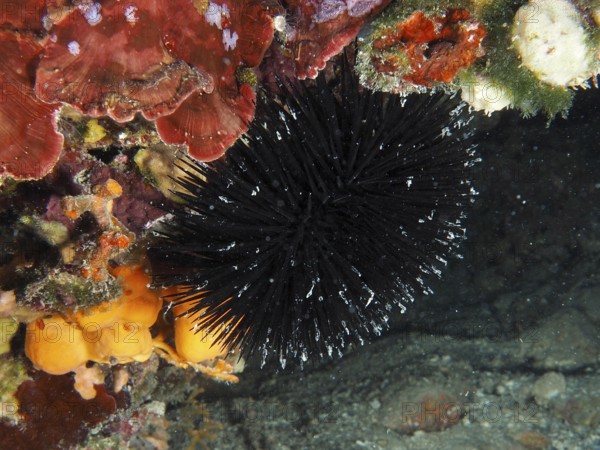 Arbacia lixula (Arbacia lixula) in a contrasting reef. Dive site House Reef, Stoja, Pula, Croatia, Mediterranean Sea