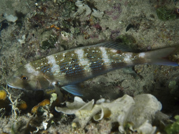 An elongated fish with blue spots, dentex dentex, swims above a sandy seabed. Dive site House reef, Stoja, Pula, Croatia, Mediterranean Sea