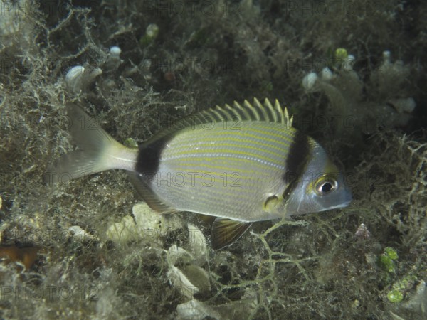 A striped fish, two-banded seabream (Diplodus vulgaris), swims through an underwater landscape. Dive site House Reef, Stoja, Pula, Croatia, Mediterranean Sea