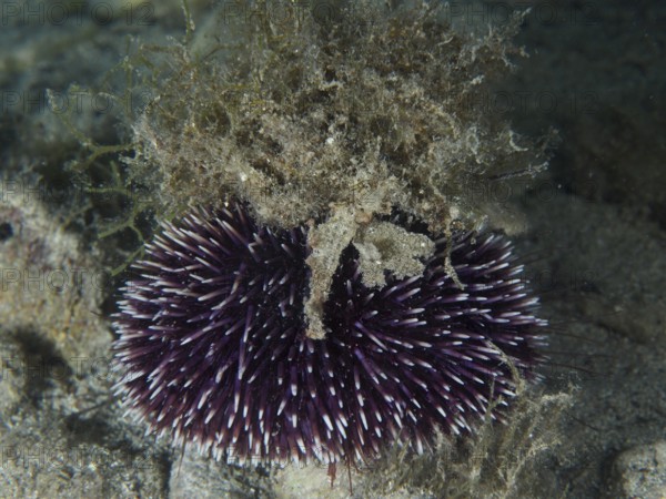 A Sphaerechinus granularis (Sphaerechinus granularis) with purple spines and camouflaged with algae on a sandy seabed. Dive site House Reef, Stoja, Pula, Croatia, Mediterranean Sea