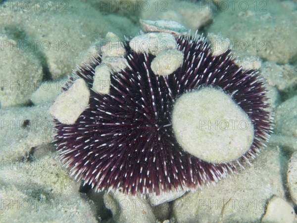 A Sphaerechinus granularis (Sphaerechinus granularis) with many spines and stones on the seabed. Dive site House Reef, Stoja, Pula, Croatia, Mediterranean Sea