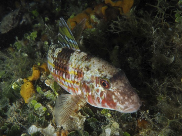 A colourful fish with patterns, striped barb (Mullus surmuletus), rests between algae on the seabed at night. Dive site House Reef, Stoja, Pula, Croatia, Mediterranean Sea