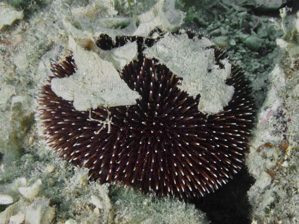 A Sphaerechinus granularis (Sphaerechinus granularis) with long spines on the seabed, camouflaged with algae leaves. Dive site House Reef, Stoja, Pula, Croatia, Mediterranean Sea