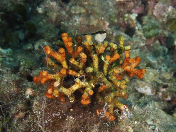 Vibrant orange teardrop coral (Myriapora truncata) with a small fish on top. Dive site House Reef, Stoja, Pula, Croatia, Mediterranean Sea