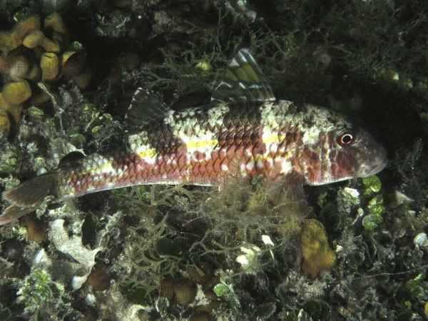 A patterned fish, striped barb (Mullus surmuletus), resting in the water at night among the algae. Dive site House Reef, Stoja, Pula, Croatia, Mediterranean Sea