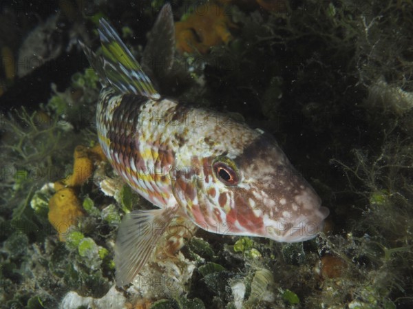 A colourful fish with reddish patterns, striped barb (Mullus surmuletus), rests between algae on the seabed at night. Dive site House Reef, Stoja, Pula, Croatia, Mediterranean Sea