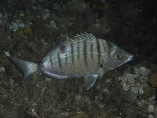 Pinniped (Diplodus puntazzo) at night. Dive site house reef, Stoja, Pula, Croatia, Mediterranean Sea