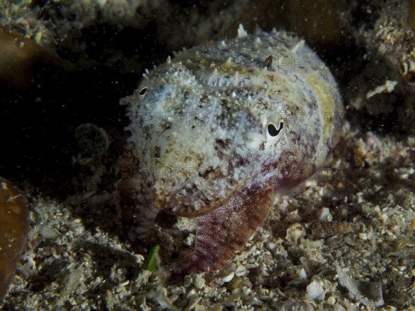 Cuttlefish, Common cuttlefish (Sepia officinalis) juvenile camouflaged in the dark underwater area on sand. Dive site House reef, Stoja, Pula, Croatia, Mediterranean Sea