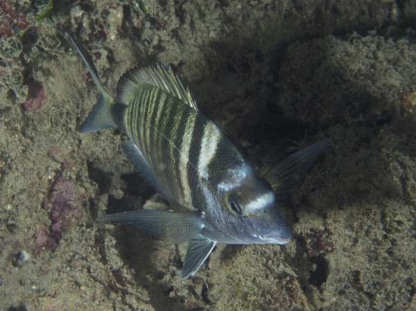 Striped fish, Pinniped (Diplodus puntazzo), on a dark, sandy seabed. Dive site House Reef, Stoja, Pula, Croatia, Mediterranean Sea