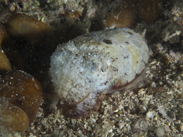 Cuttlefish, Common cuttlefish (Sepia officinalis) juvenile, camouflaged on sandy seabed. Dive site House Reef, Stoja, Pula, Croatia, Mediterranean Sea