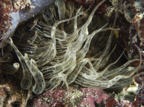 Siebanamone (Aiptasia mutabilis) with wavy tentacles on the seabed. Dive site Muzil, Stoja, Pula, Croatia, Mediterranean Sea