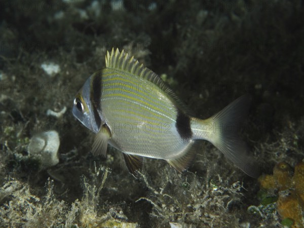 A silver fish with yellow stripes, two-banded seabream (Diplodus vulgaris), swims above a dense carpet of algae. Dive site House reef, Stoja, Pula, Croatia, Mediterranean Sea