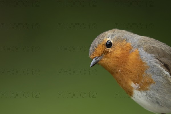 European robin (Erithacus rubecula) adult garden bird head portrait, Suffolk, England, United Kingdom