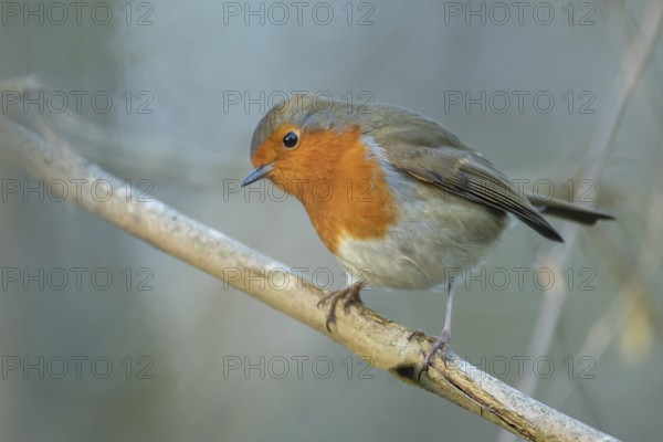 European robin (Erithacus rubecula) adult garden bird on a tree branch, England, United Kingdom