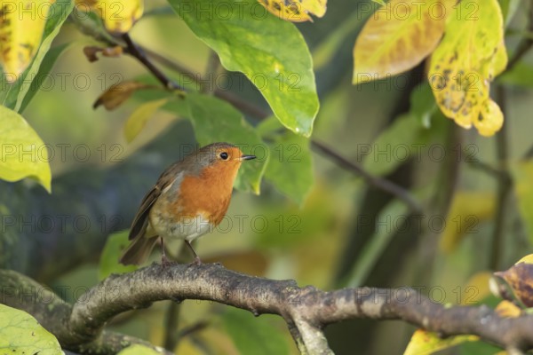 European robin (Erithacus rubecula) adult garden bird in a magnolia tree with autumn colour leaves, Suffolk, England, United Kingdom