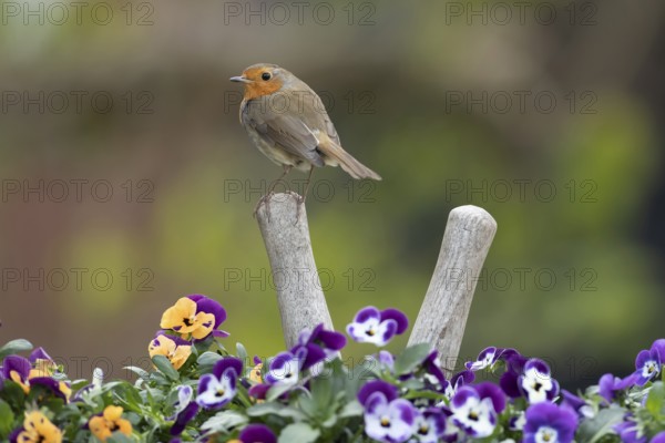 European robin (Erithacus rubecula) adult garden bird on a pair of shears handle in a plant pot with pansy and viola flowers in spring, Suffolk, England, United Kingdom