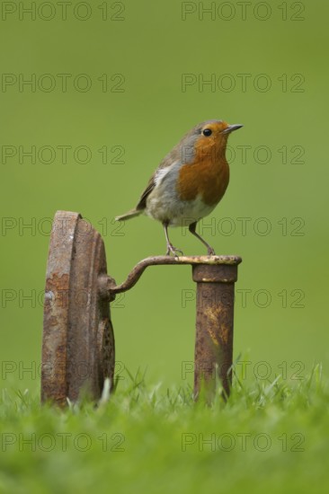 European robin (Erithacus rubecula) adult garden bird on a metal iron on a grass lawn in spring, Norfolk, England, United Kingdom