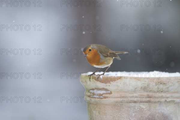 European robin (Erithacus rubecula) adult garden bird on a snow covered plant pot in winter, Suffolk, England, United Kingdom