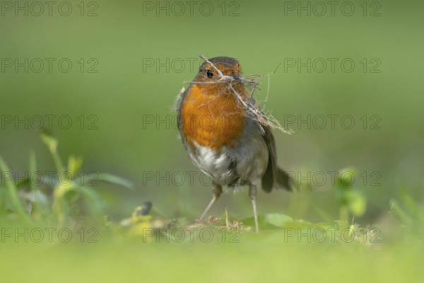European robin (Erithacus rubecula) adult garden bird collecting nesting material in its beak in spring, Suffolk, England, United Kingdom
