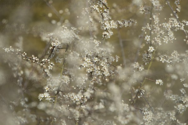 Blackthorn or Sloe (Prunus spinosa) plants bush blossom flowers in a hedgerow in spring, Suffolk, England, United Kingdom