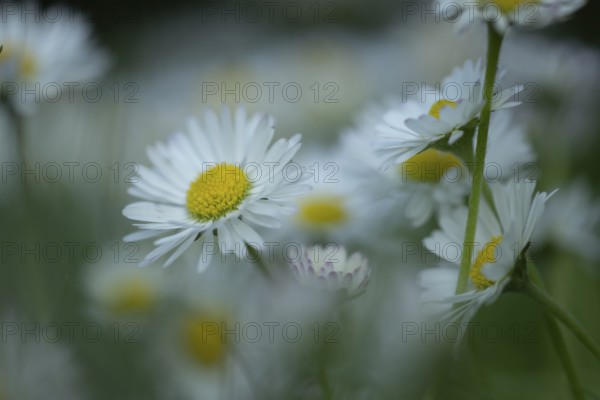 Common daisy (Bellis perennis) plant wildflower flower, Suffolk, England, United Kingdom
