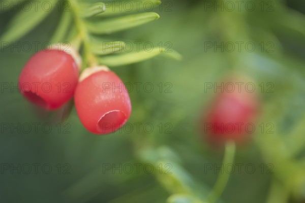 English or European yew tree (Taxus baccata) red berries in autumn, Suffolk, England, United Kingdom