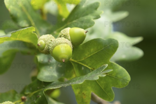 English oak tree (Quercus robur) acorn nuts in summer, Suffolk, England, United Kingdom