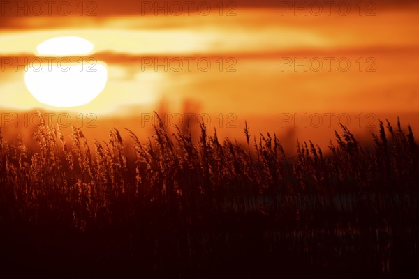Common reed (Phragmites australis) plants reedbed backlit at sunset, RSPB Minsmere nature reserve, Suffolk, England, United Kingdom