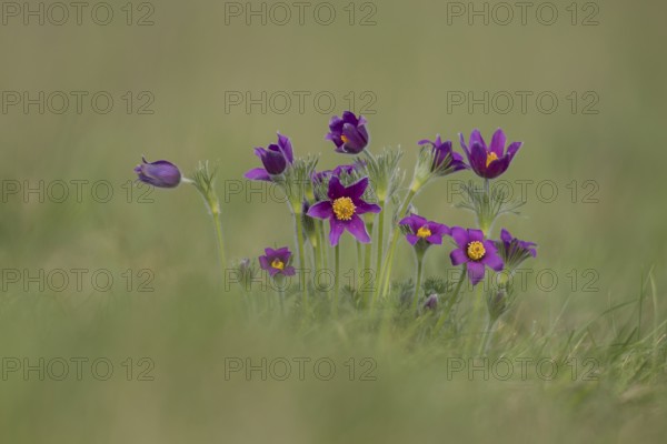 Pasqueflower (Pulsatilla vulgaris) wild plant flowers in grassland in spring, Cambridgeshire, England, United Kingdom