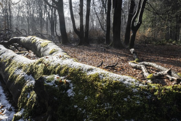 Deadwood in winter beech forest (Fagus sylvatica), Emsland, Lower Saxony, Germany