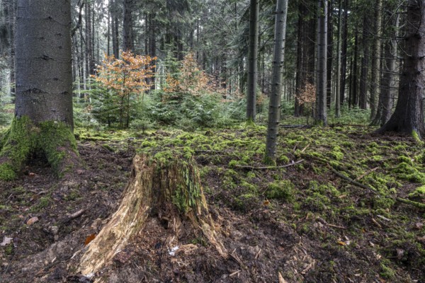 Coniferous forest (Picea abies), Emsland, Lower Saxony, Germany