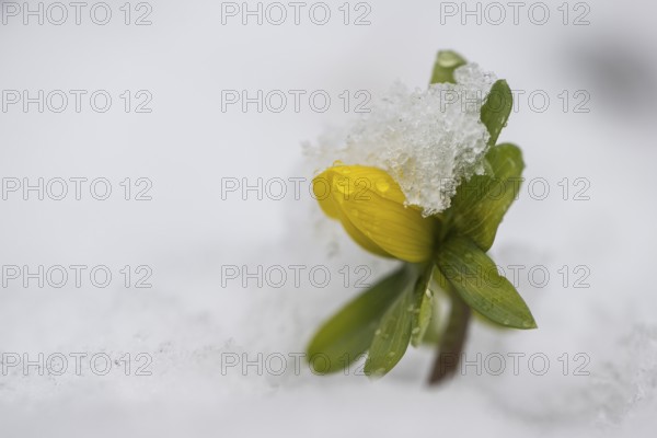 Winter aconite (Eranthis hyemalis), Emsland, Lower Saxony, Germany