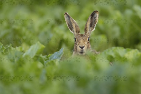 European brown hare (Lepus europaeus) adult animal in a sugar beet crop in a farmland field in summer, Suffolk, England, United Kingdom