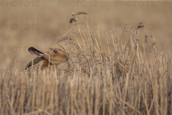 European brown hare (Lepus europaeus) adult animal feeding on a wheat sheath in a farmland stubble field in summer, Suffolk, England, United Kingdom