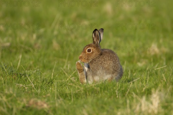 Mountain hare (Lepus timidus) adult animal in its summer coat in a upland grass meadow, Scotland, United Kingdom