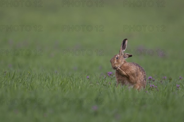 European brown hare (Lepus europaeus) adult animal in a farmland cereal crop field in spring, Suffolk, England, United Kingdom