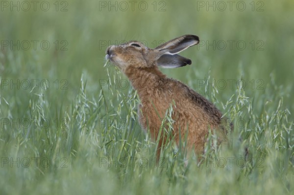 European brown hare (Lepus europaeus) adult animal feeding in a farmland oat cereal field in summer, Suffolk, England, United Kingdom